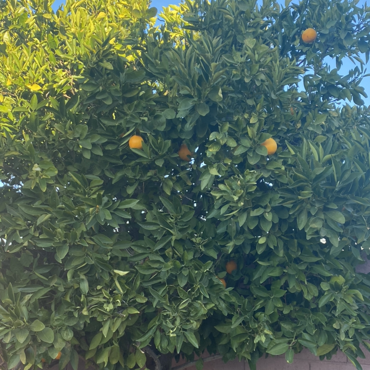 Photo of the plant species Orange Tree by @honehevehohtse named Britney on Greg, the plant care app