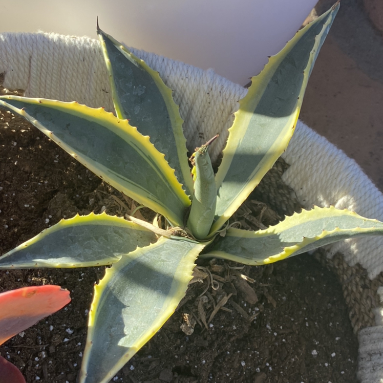 Photo of the plant species Marbled Agave by @honehevehohtse named Rihanna on Greg, the plant care app