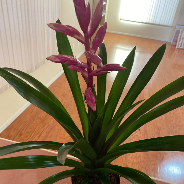Urn Plant with vibrant green leaves and a pink flower spike in a well-lit room.