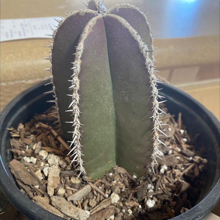 Photo of the plant species Mexican Fence Post Cactus by @honehevehohtse named Spice on Greg, the plant care app