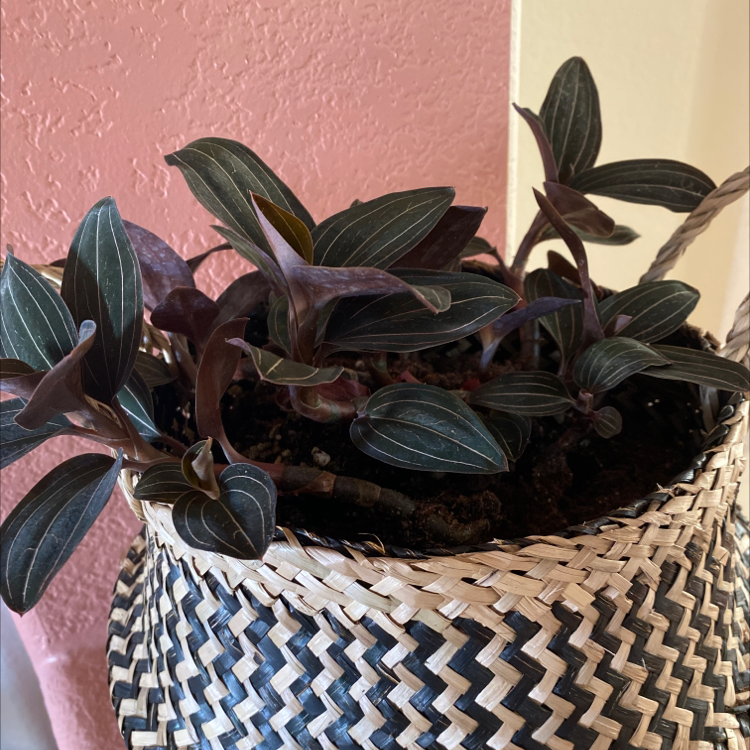 Jewel Orchid plant in a woven basket with dark leaves and white veins.