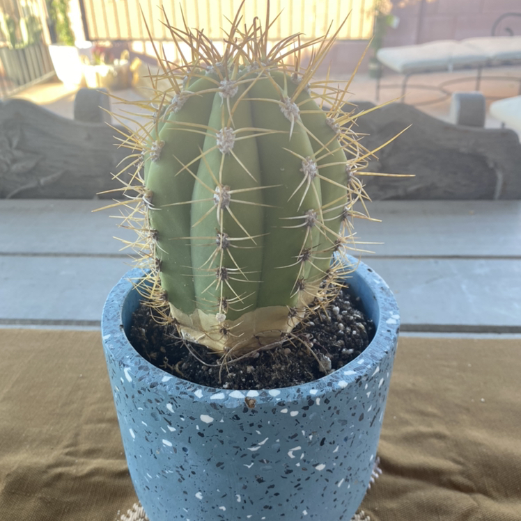 A healthy Saguaro cactus in a blue pot with visible soil.