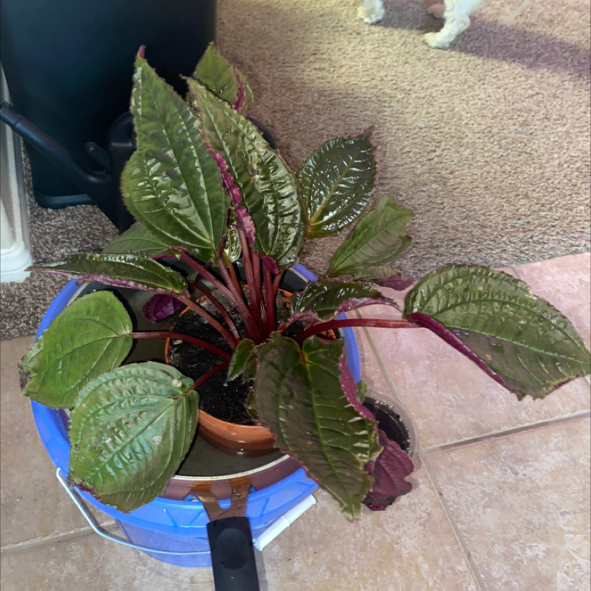 Photo of the plant species Monolena primuliflora 'Midnight Glory' by @Plantaliinda named Dragon on Greg, the plant care app