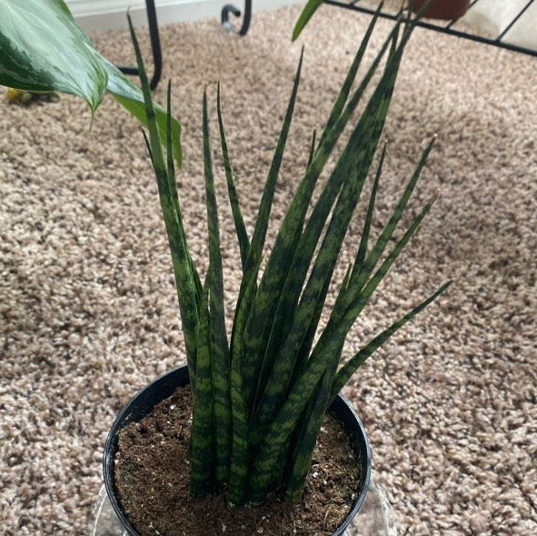 Photo of the plant species Dracaena 'Mikado' by @Plantaliinda named Spike on Greg, the plant care app