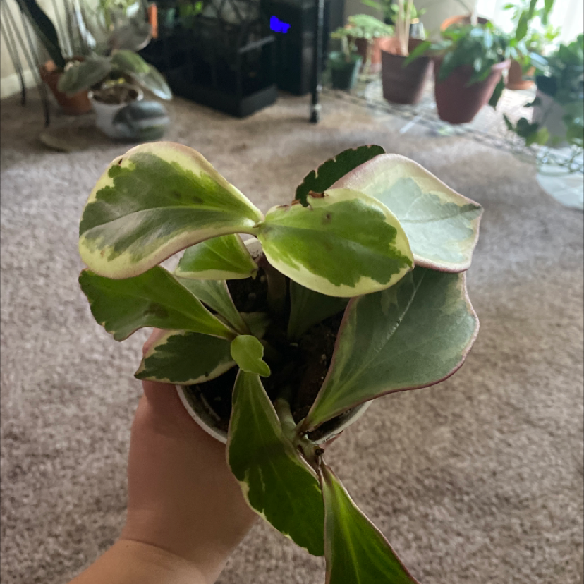 Photo of the plant species Peperomia 'Ginny' by @Plantaliinda named Gin on Greg, the plant care app