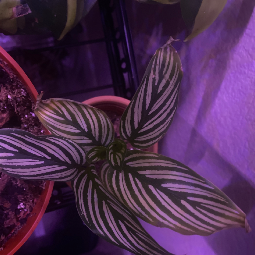 Photo of the plant species Calathea Vittata by @Plantaliinda named Willow on Greg, the plant care app