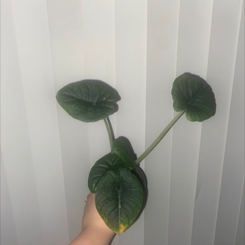 Alocasia 'Maharani' plant with three leaves, one showing yellowing at the tip, held by a hand.