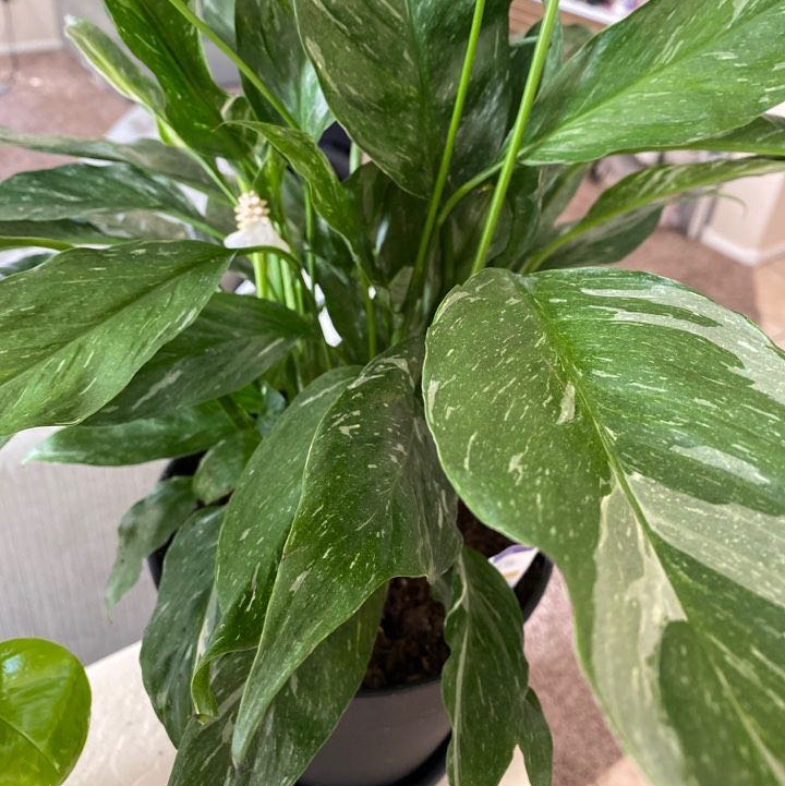 Domino Peace Lily with variegated leaves and a visible flower.