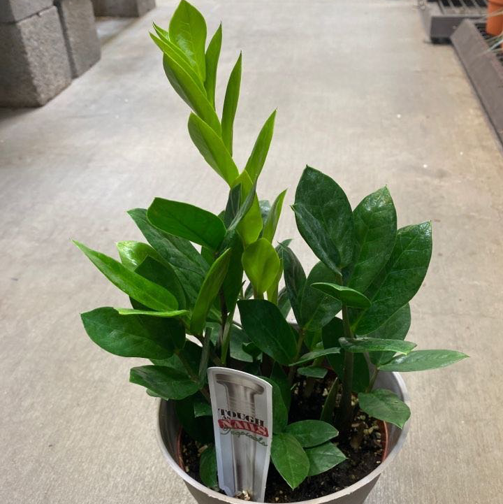 Zamioculcas Zamiifolia plant photo by @Plantaliinda named Ziggy on Greg, the plant care app.
