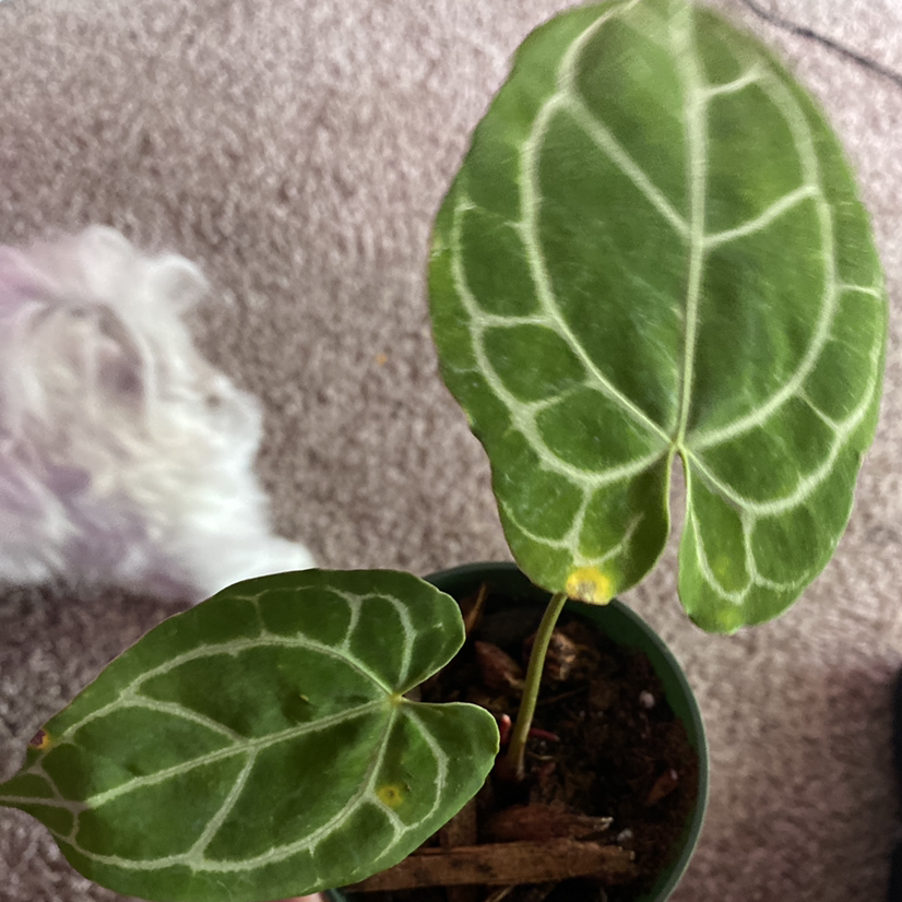 Crystal Anthurium plant with veined leaves in a small pot, slight yellowing on one leaf.