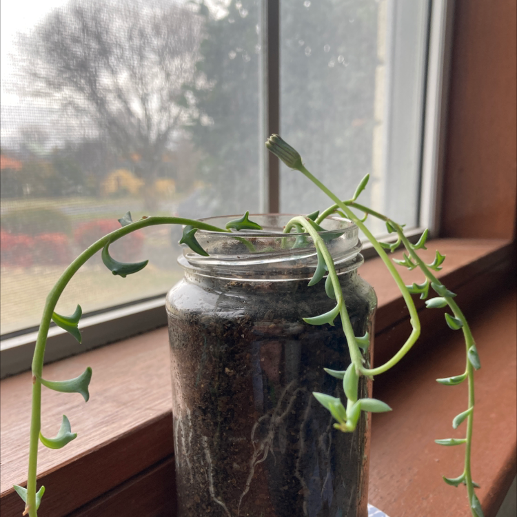 Candle Plant in a glass jar with soil, placed indoors near a window.