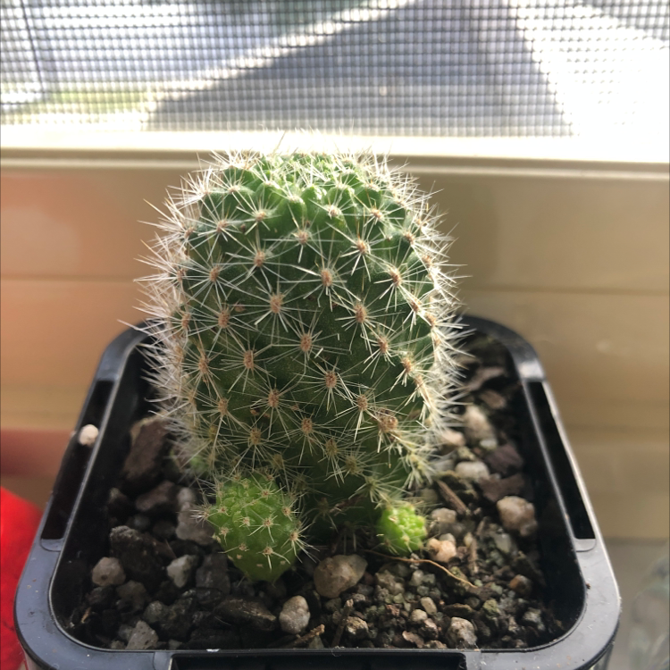 A healthy Orange Crown Cactus in a pot with visible soil and white spines.