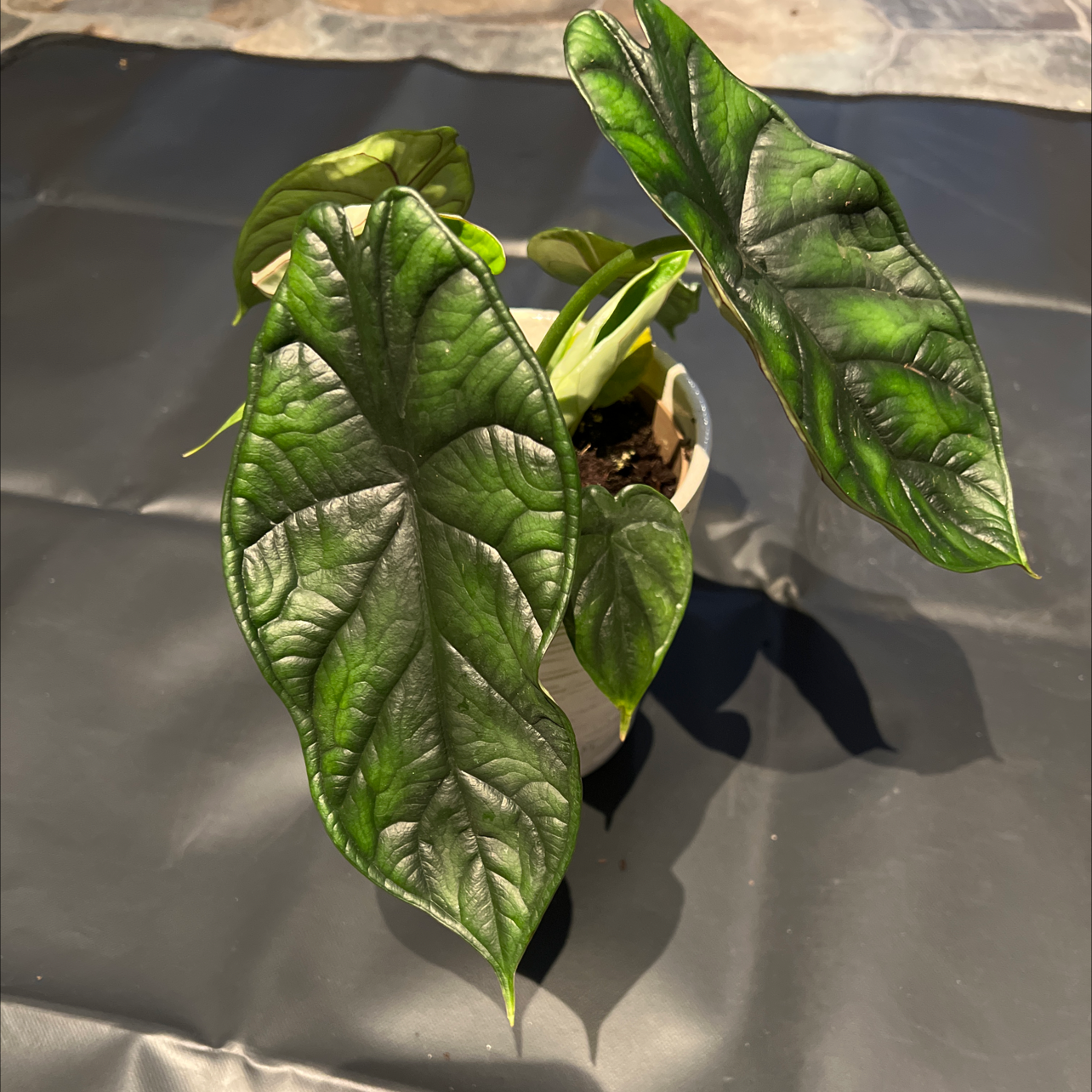 Potted Alocasia 'Dragon Scale' plant with textured leaves, healthy appearance.