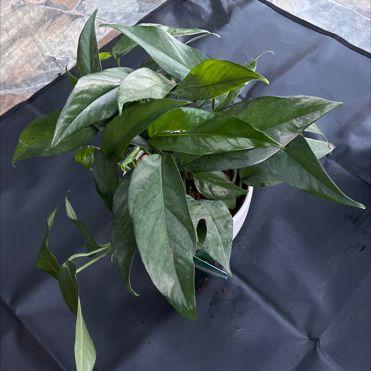 Healthy Baltic Blue Pothos plant with vibrant green leaves.