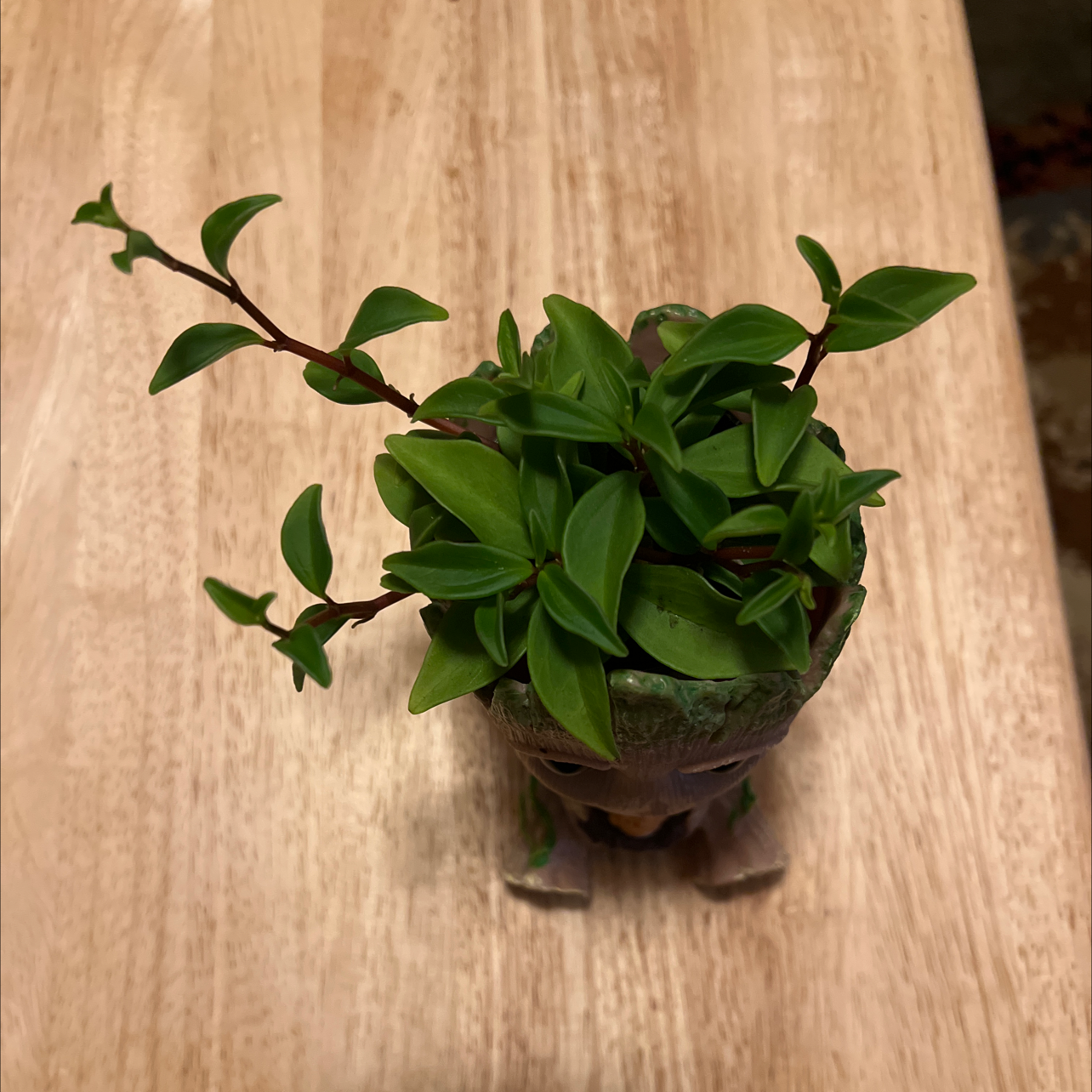 Healthy Peperomia trinervula plant in a decorative container with vibrant green leaves.