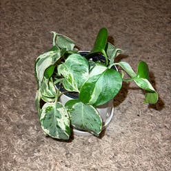 Pearls and Jade Pothos plant