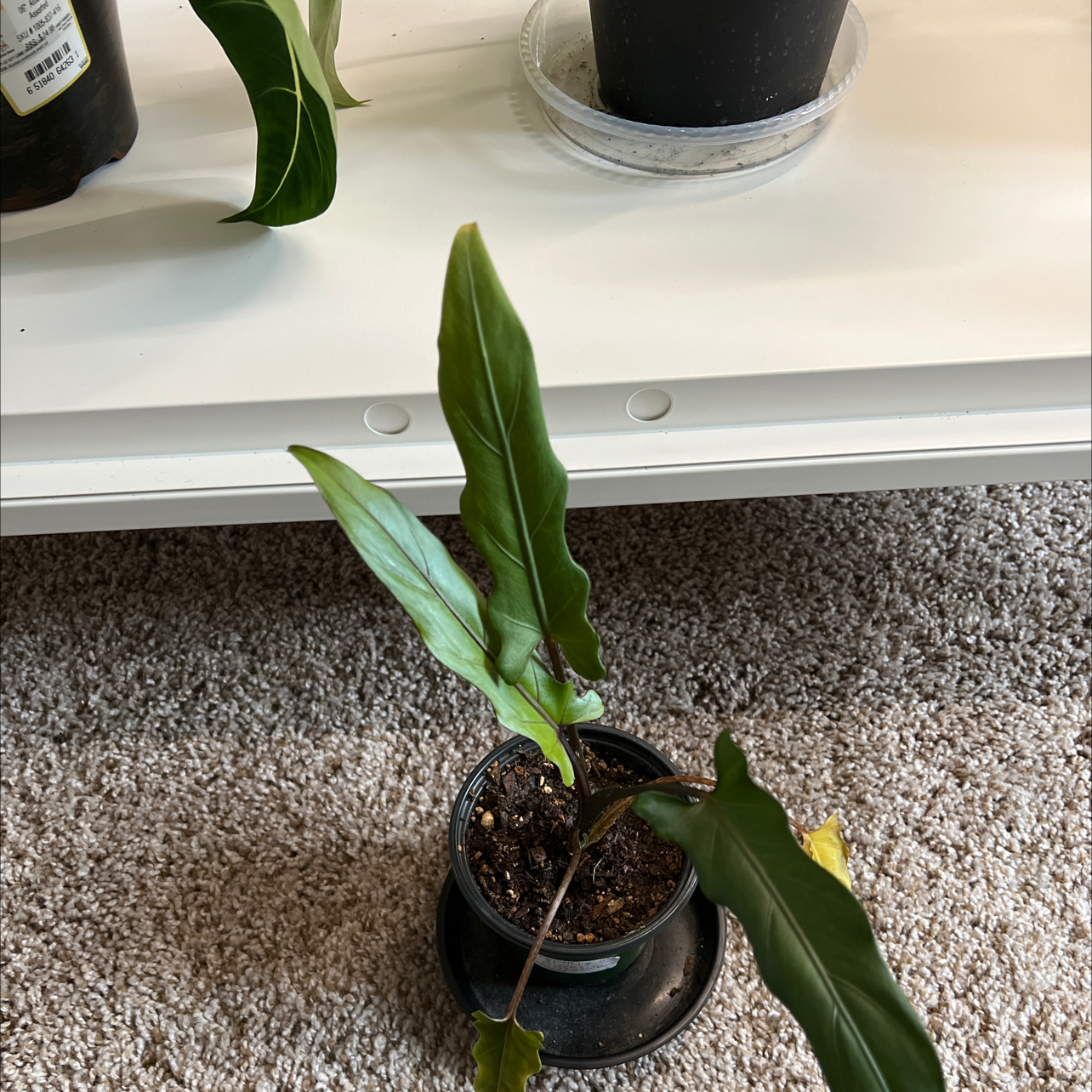 Potted Purple Sword plant with elongated leaves, some yellowing at tips, on a carpeted floor.