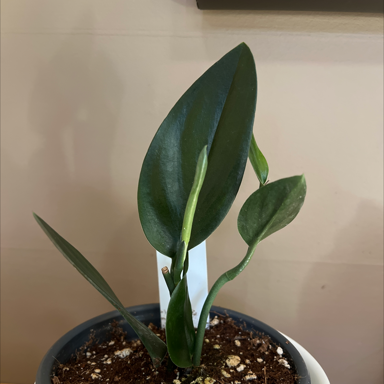Scindapsus treubii 'Dark Form' plant with healthy dark green leaves in a pot with visible soil.