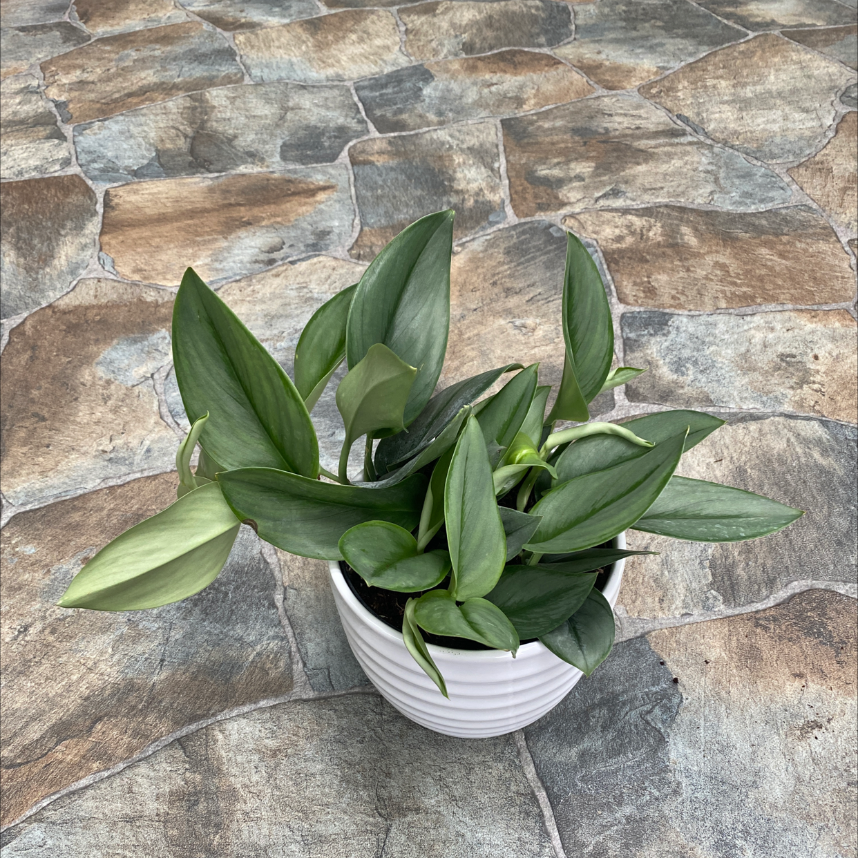 Potted Scindapsus treubii 'Moonlight' plant with healthy dark green leaves on a stone-tiled surface.