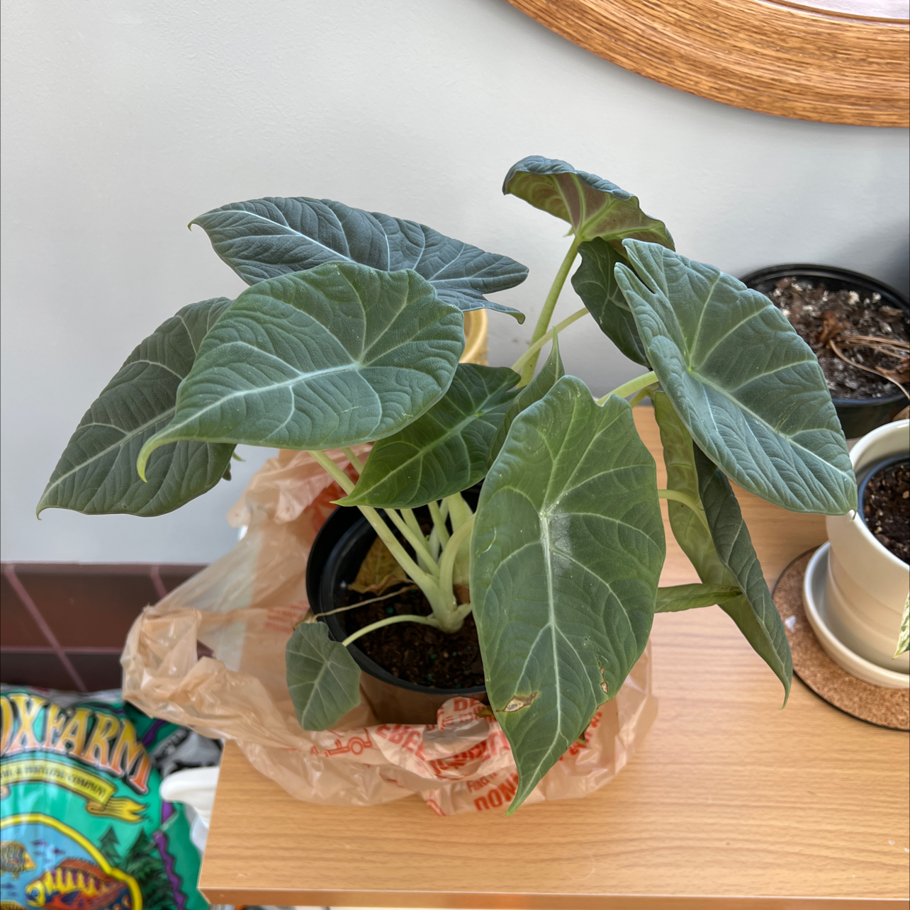 Potted Alocasia 'Maharani' plant with large, dark green leaves on a wooden surface.