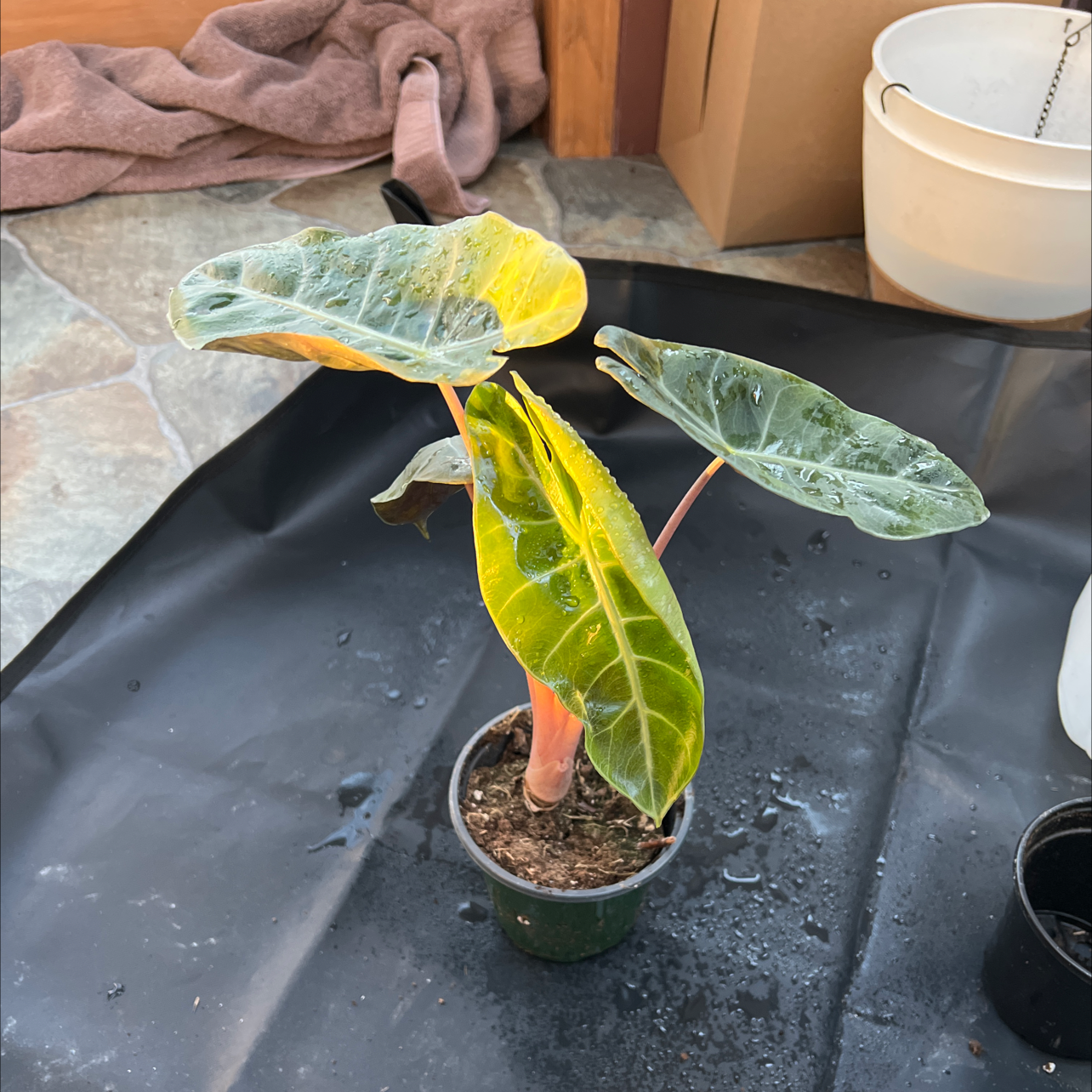 Alocasia Pink Dragon plant with yellowing leaves in a pot, soil visible.