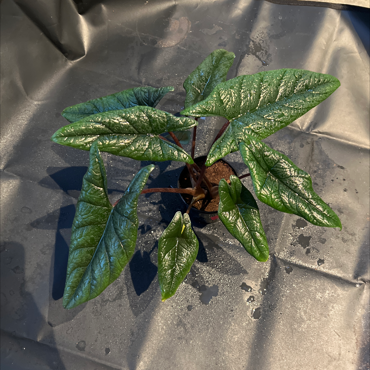 Healthy Alocasia Scalprum plant with dark green, glossy leaves.