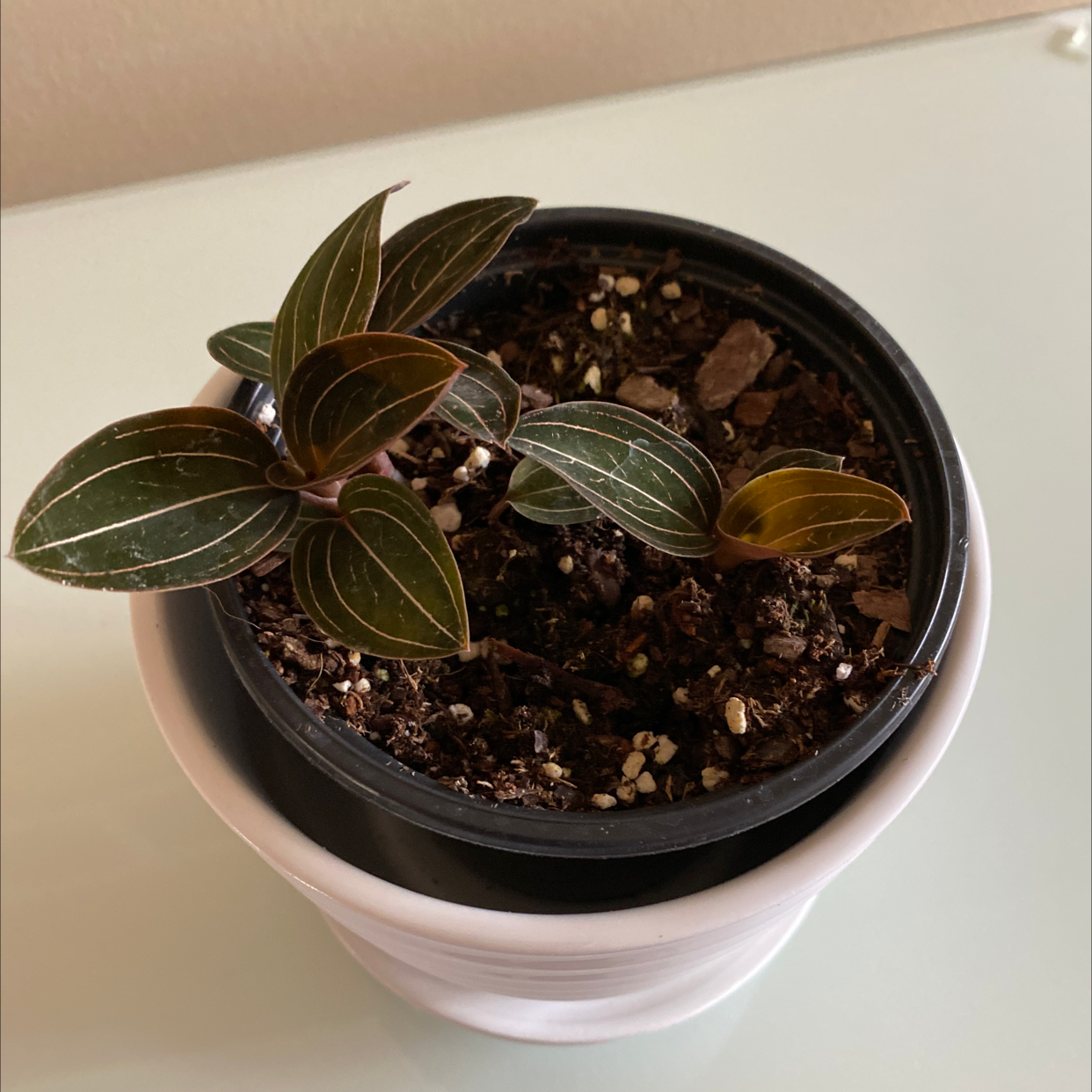 Jewel Orchid in a pot with visible soil and healthy leaves with white veining.