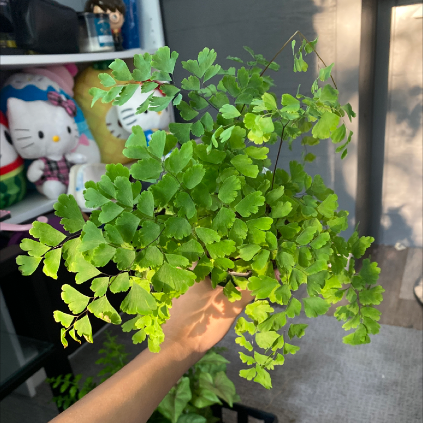 A healthy Pacific Maidenhair Fern being held by a hand, showcasing its vibrant green leaves.