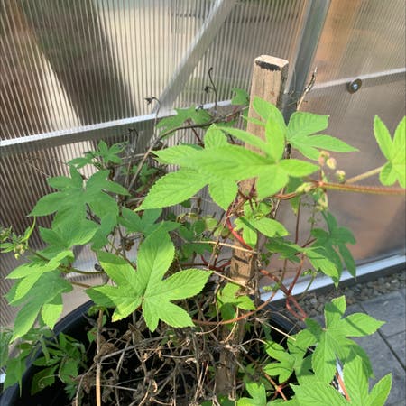 Photo of the plant species Humulus japonicus by Ray named Your plant on Greg, the plant care app