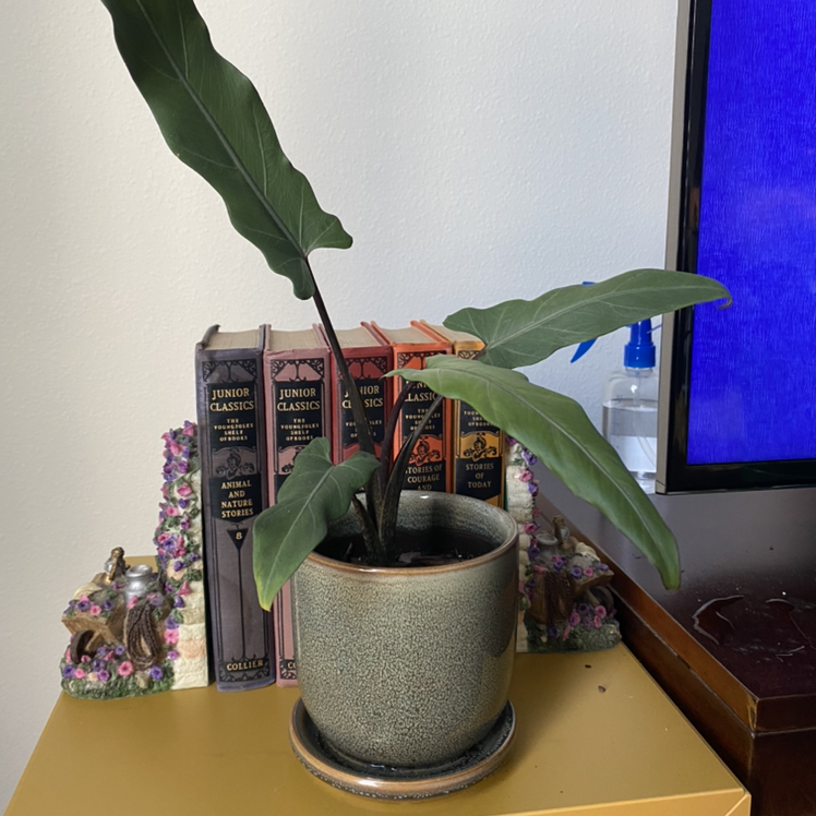 Potted Purple Sword plant with long, narrow leaves, placed on a table next to books and a television.