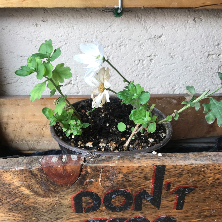 Potted Ox-Eye Daisy plant with some wilting flowers in a wooden container.