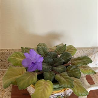 African Violet plant in San Diego, California