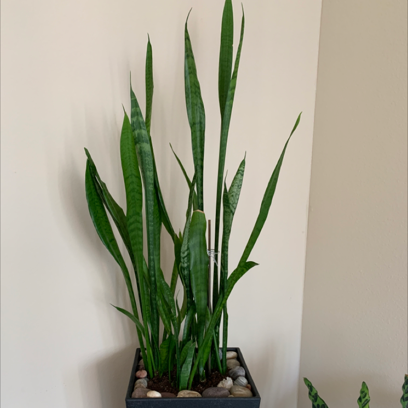 Snake Plant plant photo by Cheryl named Dolores on Greg, the plant care app.
