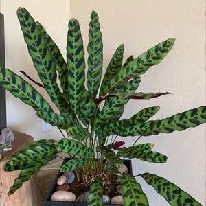 Rattlesnake Plant plant photo by Cheryl named Taylor Swift on Greg, the plant care app.