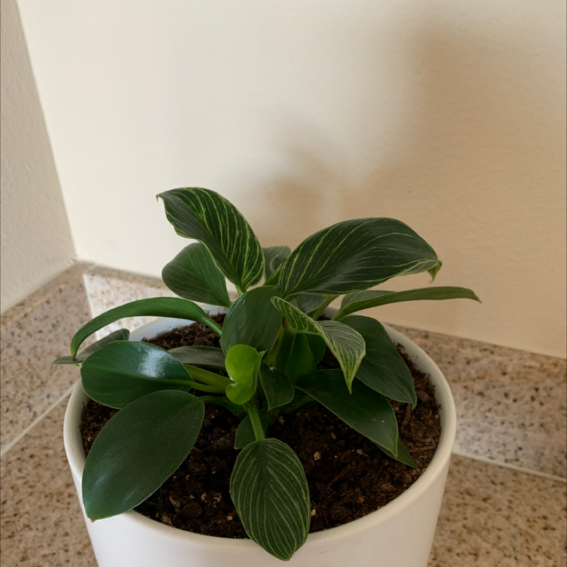 Taro Vine plant photo by Cheryl named Xena on Greg, the plant care app.