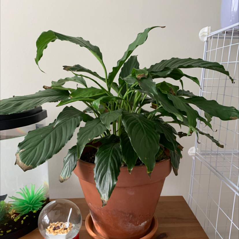 Peace Lily plant photo by Heidi named leaf on Greg, the plant care app.