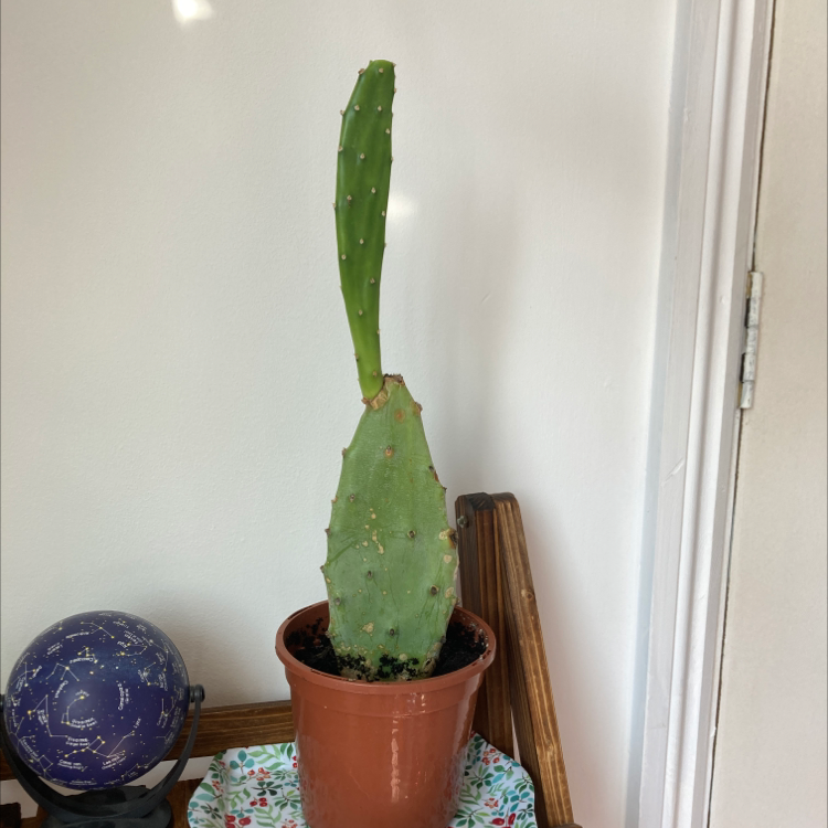 Brazilian Pricklypear cactus in a pot, healthy with no visible issues.