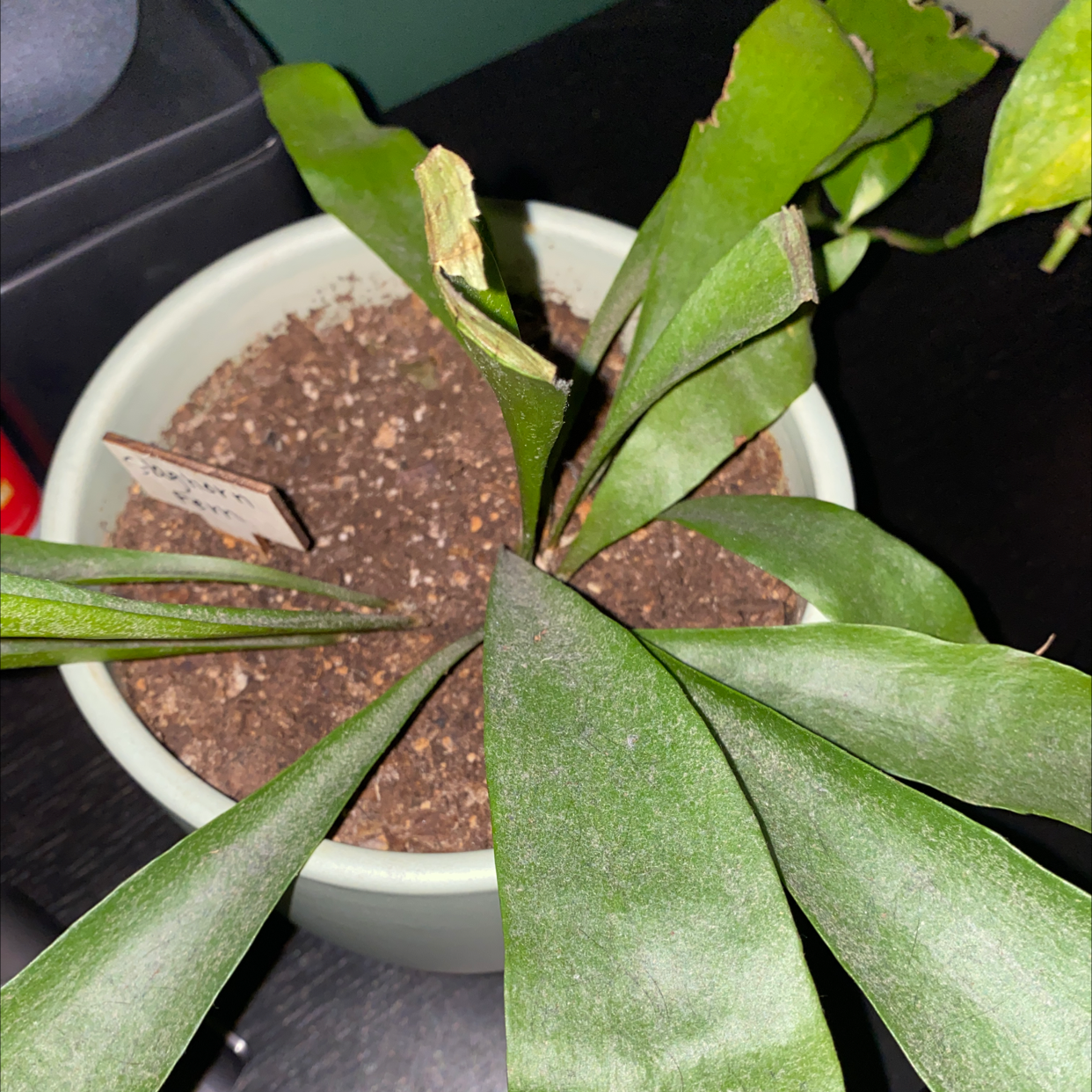 Potted Elkhorn Fern with green fronds and visible soil. Some fronds have damaged tips.