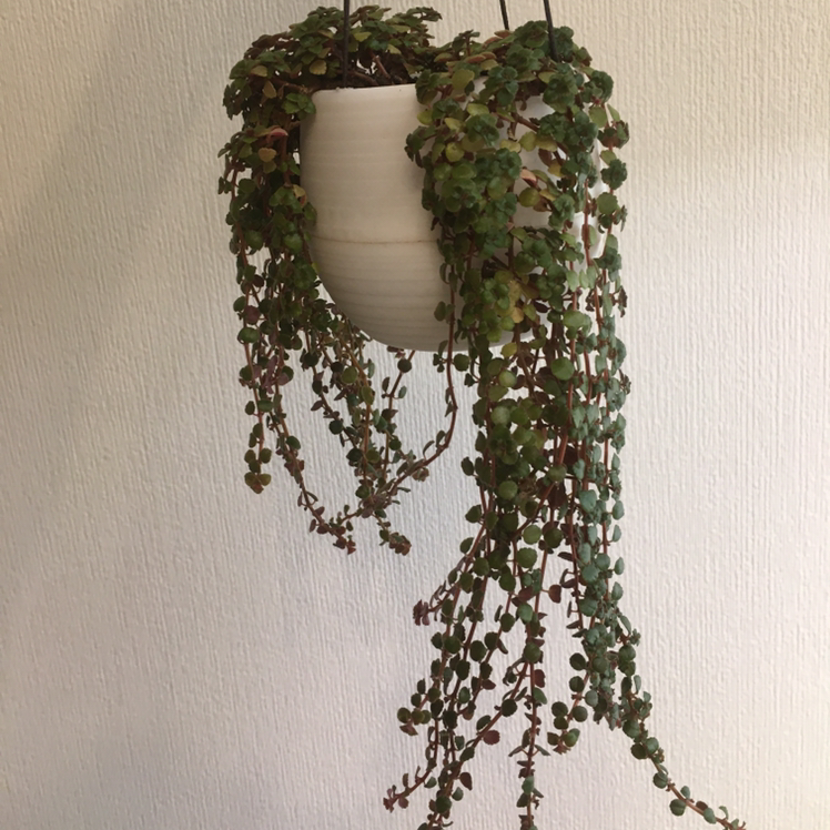 Healthy Pilea Baby Tears plant growing in a hanging planter, with small round leaves creating a dense trailing effect.