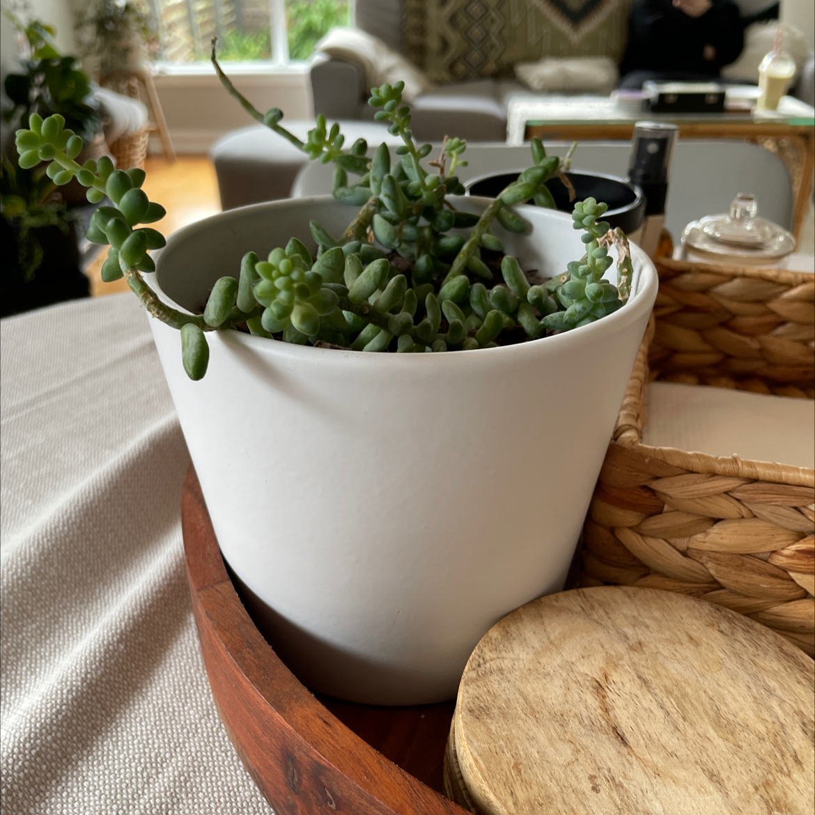 Potted Graptosedum 'Blue Giant' succulent on a wooden tray with household items in the background.