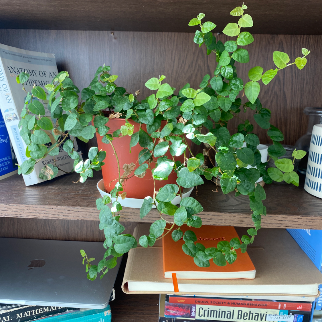 A healthy, thriving Creeping Fig plant with vibrant green leaves cascading down from a pot on a wooden shelf with books below.