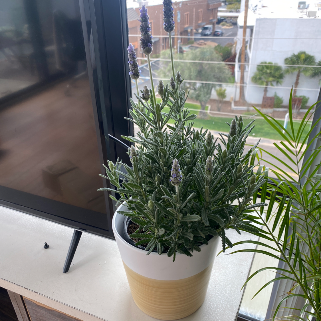 Potted English Lavender plant with blooming flowers placed indoors near a window.