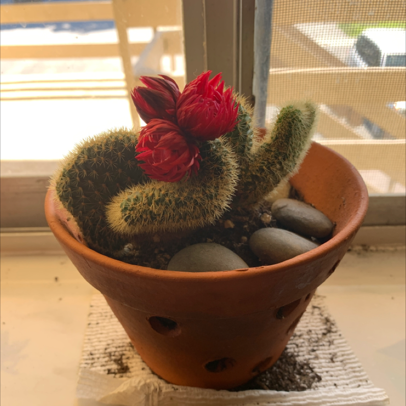 Texas Rainbow Cactus in a terracotta pot with vibrant red flowers.