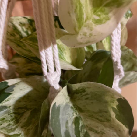 Photo of the plant species Manjula Pothos by Louise91957 named Nell on Greg, the plant care app