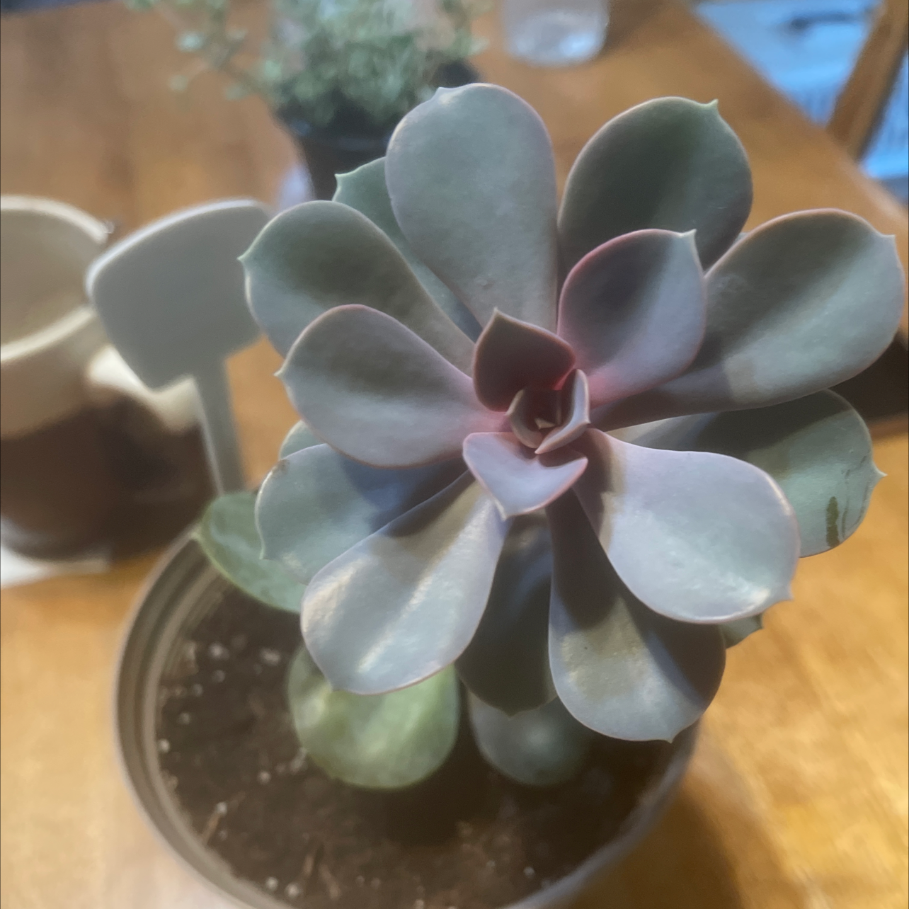 Echeveria 'Purple Pearl' succulent in a pot with visible soil, well-framed.