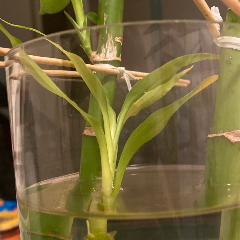 Lucky Bamboo plant photo by @Caitlin779 named Tall Lady, But Off With Her Head on Greg, the plant care app.