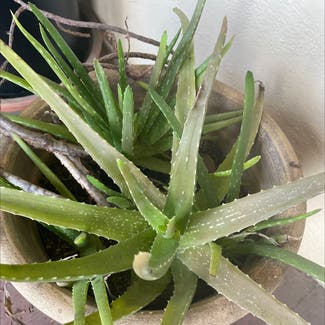 Aloe Vera plant in San Diego, California