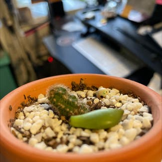 Lady Finger Cactus plant in San Diego, California
