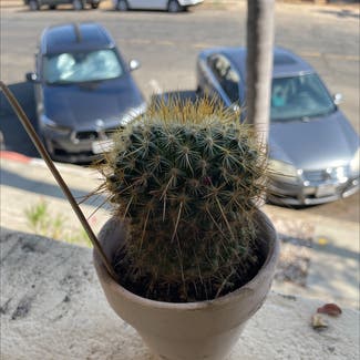 Simpson Hedgehog Cactus plant in San Diego, California
