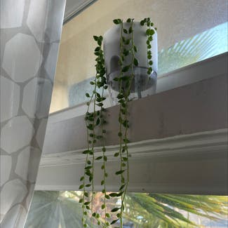String of Pearls plant in San Diego, California